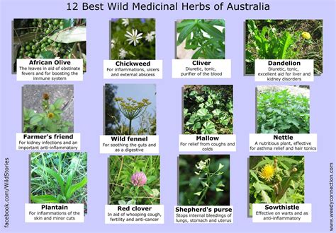 12 Best Medicinal Plants Medicinal Plants Plants In Australia Herbs