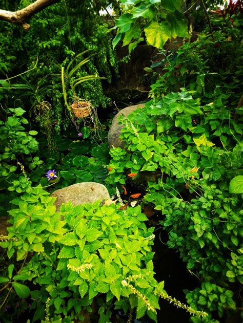 Butterfly Garden In Atrium At Tennessee Aquarium 2 2 Travel Dads