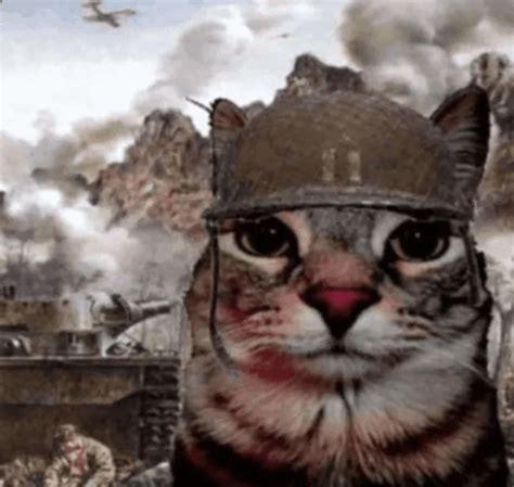 War Cat War Cat War Cat Discover Share Gifs