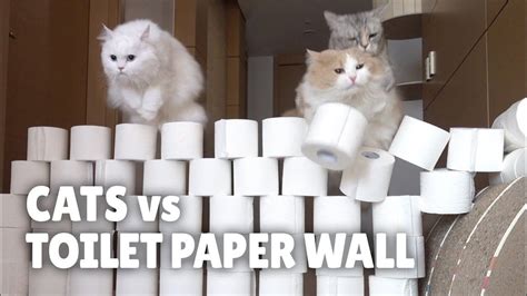 Cats Vs Toilet Paper Wall Toilet Paper Wallpaper Cats