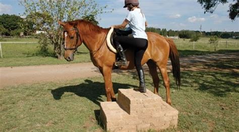 Why You Should Mount Your Horse From Both Sides Good Horse