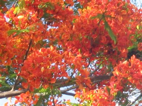 Orange Mimosa Tree Flickr Photo Sharing