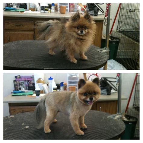 Pomeranian Puppy Uglies Before And After Great Beauty Diary Picture