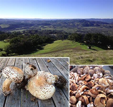 Northern California Preps For Its Weekend Of Wild Mushrooms Forbes