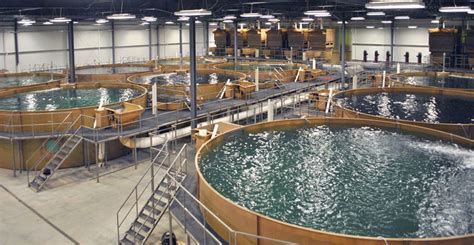 4 Common Methods For Aquaculture The Healthy Fish