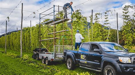 How To Start A Hop Farm Small Business Trends