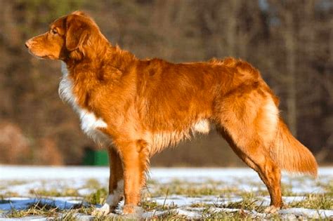 Red Dog Breeds The Top 10 Beautiful Canine Companions