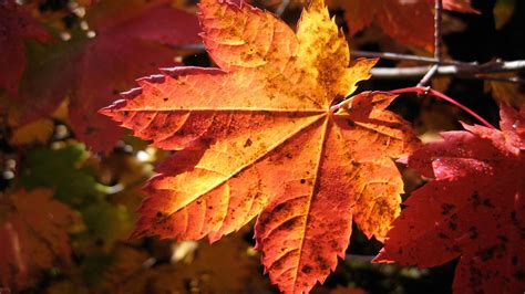 Beautiful Cooper Colored Leaf In The Autumn Sunlight