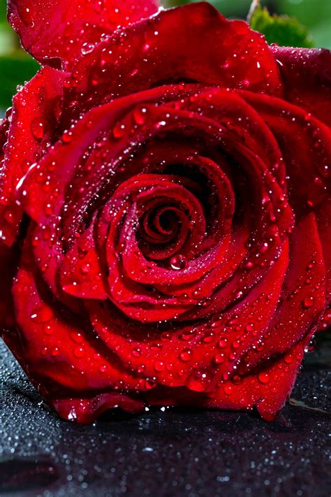 Wallpaper Rose Bud Drops Red Flower Wet Red Rose Wallpaper Hd