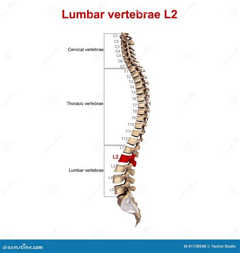 Lumbar Vertebrae L2 Stock Illustration Illustration Of Bones 81728548