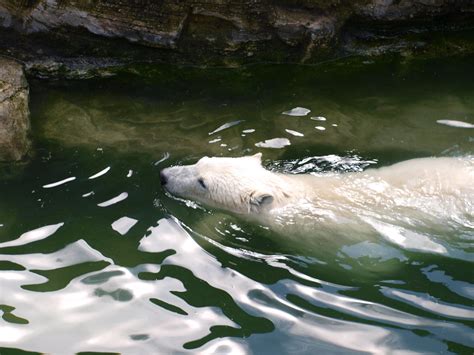 Vienna Zoo Austria Polar Bears Nigel Swales Flickr