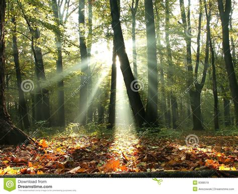 Fall Forest With Sun Rays Through The Trees Stock Image