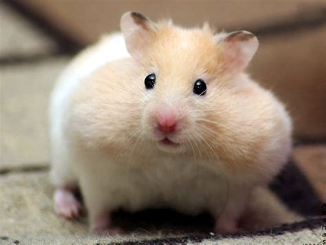 Cute Hamsters Cutehamsters Twitter