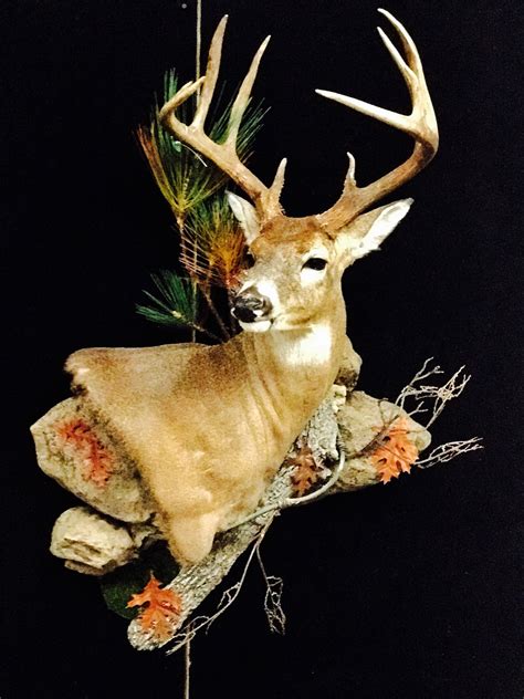 White Tail Deer Taxidermy The Best In Oklahoma