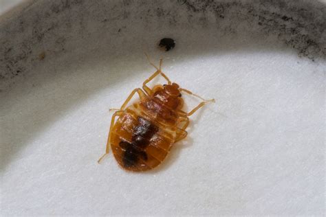Attention Early Warning Signs Of A Bed Bug Infestation Home Quicks