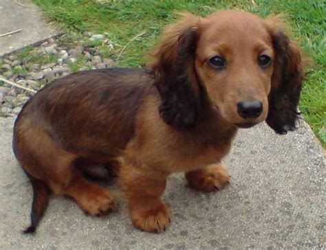 20 Long Haired Miniature Dachshund Facts That Ll Impress You