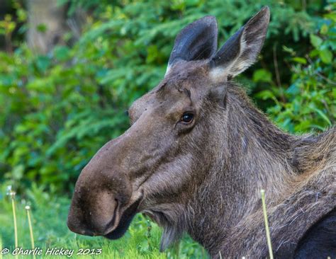 Gdk Alces Alces 130620 009 Moose Order Artiodactyla F Flickr