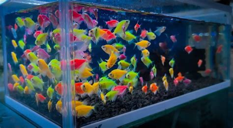 Ikan Glofish Ikan Yang Bisa Menyala Di Kegelapan Alias Glow In The Dark