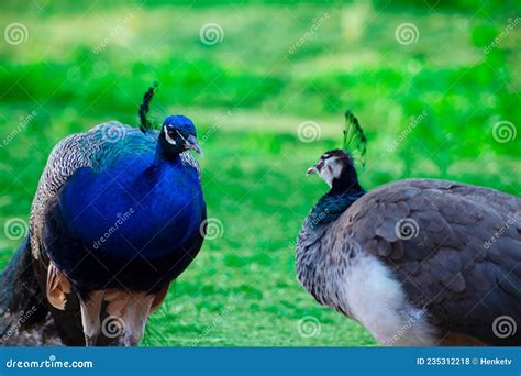 Two Cute Peacocks Male And Female Looking At Each Other Lovingly