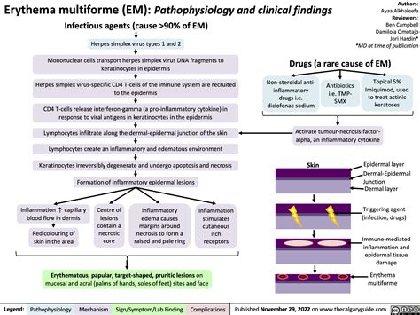 Erythema Multiforme Em Pathophysiology And Clinical Findings Calgary Guide