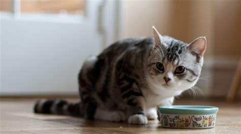 Your kitty will be fine and unless she/he seems to be in distress there's no need to worry. The best grain-free cat foods to keep your cat healthy ...