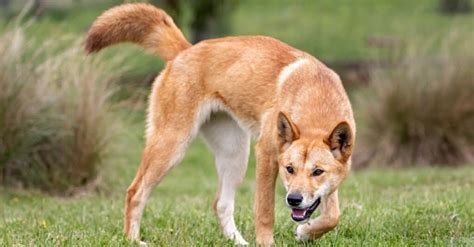 10 Types Of Wild Dogs Unianimal