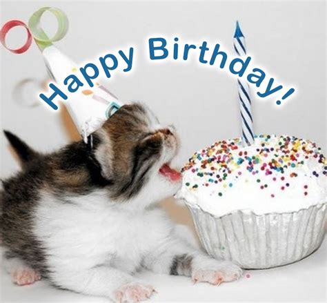 Birthday Wishes With Cats