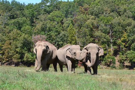 Elephant Sanctuary In Tennessee Achieves Accreditation With Global
