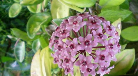 Ofrecemos miel de abeja pura y todos los productos derivados de la colmena. Hoya carnosa-Flor de cera - Para Mi Jardín