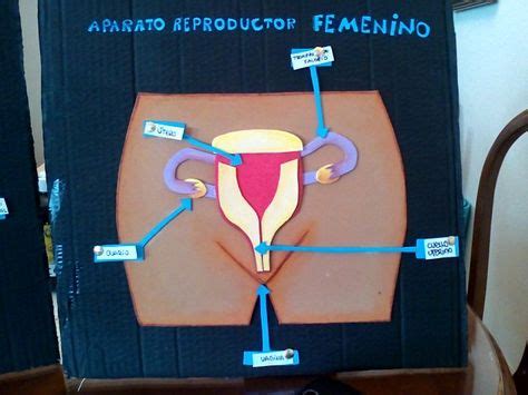 Ideas De Maqueta Del Aparato Reproductor Femenino Y Masculino