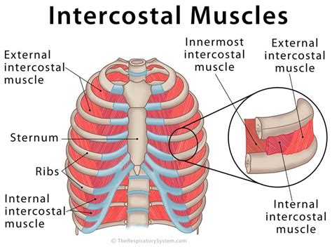 It encloses and protects the heart and lungs. Rib Cage Muscles : File External Intercostal Muscles ...