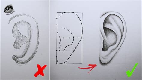 How To Draw Ears Easy Way Draw Ears For Beginners Pencil Sketch