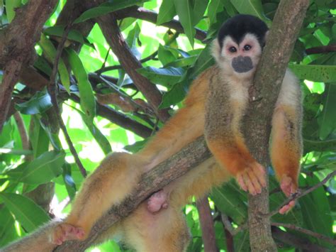 BiogeografÍa Del Mono Ardilla Proyecto Primates Panamá
