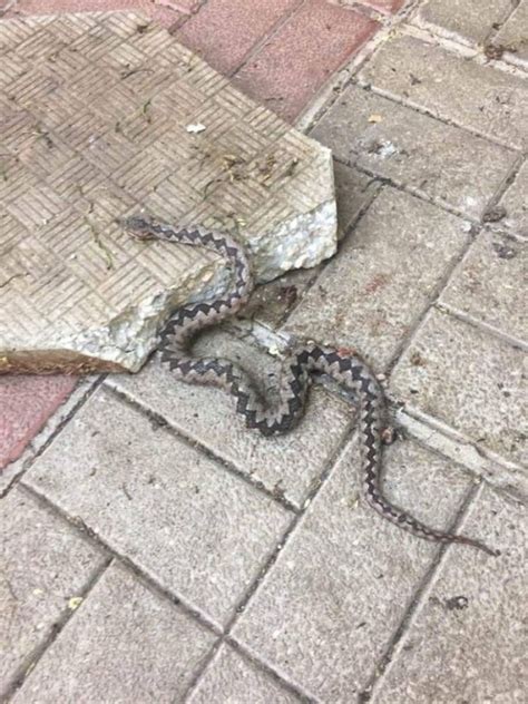 Пепелянката (vipera ammodytes) е вид змия от семейство отровници (viperidae), разпространена на балканите и в част от близкия изток. Пепелянка пропълзя в центъра на Монтана /снимка/