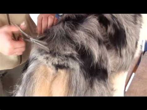 Aussie pet mobile greater orlando. Grooming Australian Shepherd - YouTube