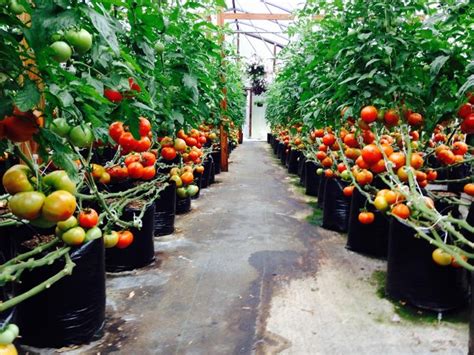 Tomato Clips To Use On Trellising Greenhouse Or Outdoor Peppers