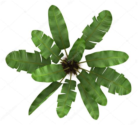Top View Of Wild Banana Palm Tree Isolated On White Background — Stock