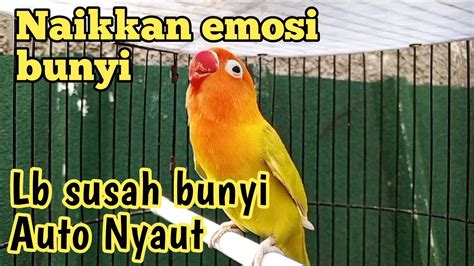 Masteran Harian Lovebird Fighter Paling Ampuh Cepat Bikin Gacor Dan