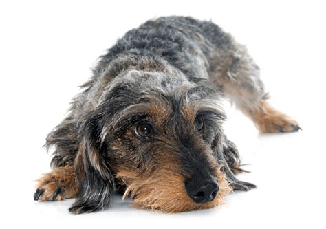 Wire Haired Dachshund Complete Guide Animal Corner