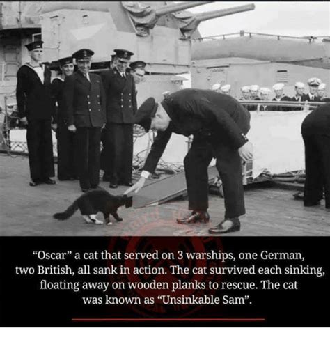 Oscar A Cat That Served On 3 Warships One German Two British All Sank