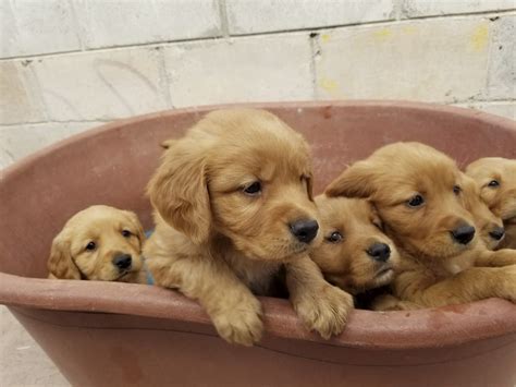 The lifespan of the golden retriever is around 10 to 12 years. Golden Retriever Puppies - PetsKona.com
