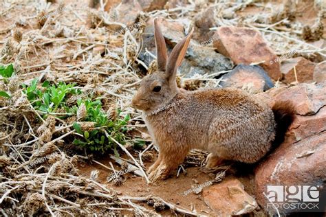 Red Rabbits Red Rock Rabbits Pronolagus Spec Foraging Namibia