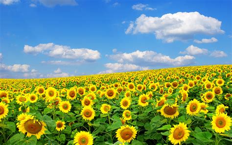 Browse millions of popular flower wallpapers and ringtones on zedge and personalize your phone to suit you. Smiling Sunflower | Free Wallpaper World