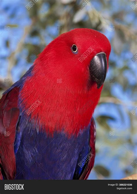Female Eclectus Parrot Image And Photo Free Trial Bigstock
