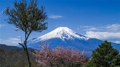 Cherry Blossom Cherry Tree Japan Mount Fuji Sakura Spring Summit