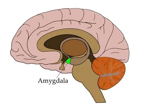 Know Your Brain Amygdala