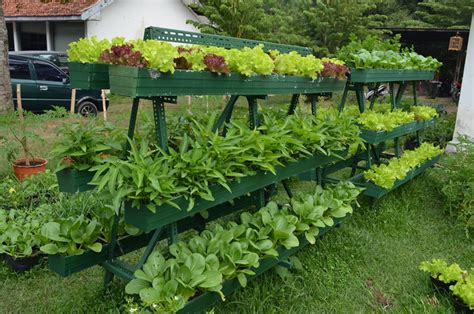 Tour kebun sayur di pekarangan rumah, masak sayur tinggal panen. Kios Flora: Kebun Sayuran Di Pekarangan rumah