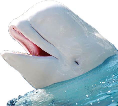 Beluga Whale Edited By K Abdelhamidpng Free Png Images