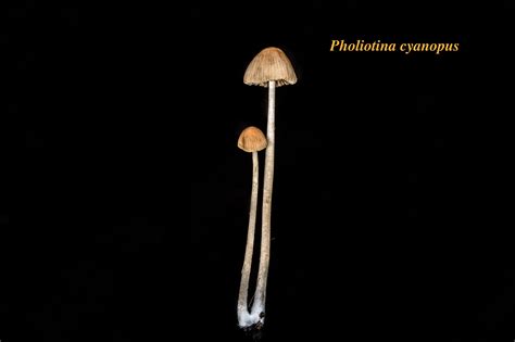 Psilocybin Mushrooms Of The Pacific West Coast Old Version Mushroom