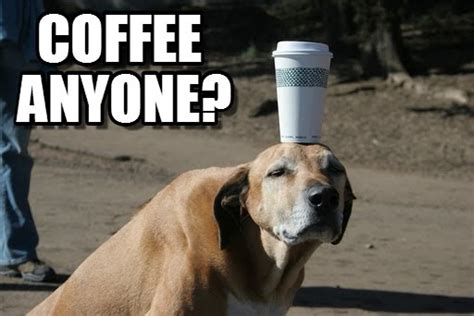 Adorable And Funny Animal Coffee Memes Friday Frivolity Munofore